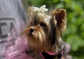 Yorkie.png