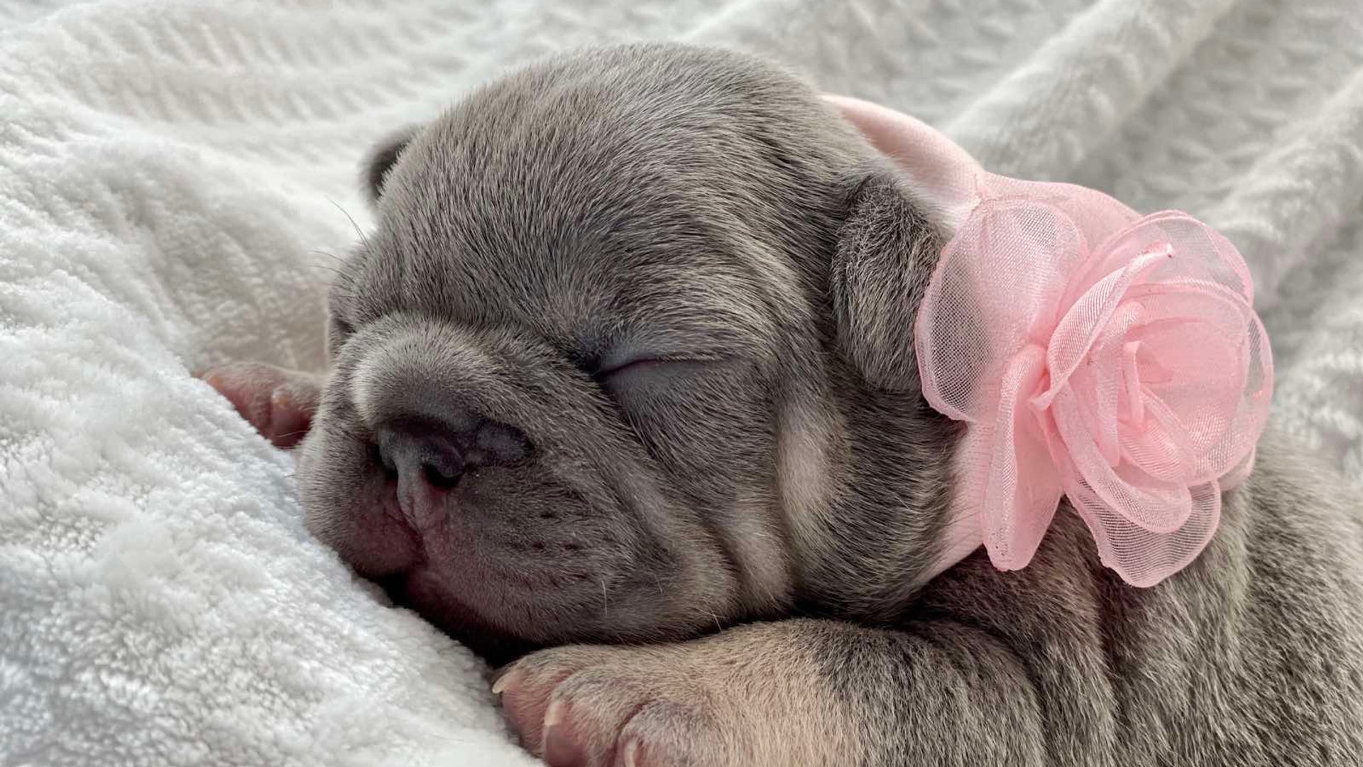 Sleeping lilac and tan French bulldog girl