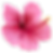 fiore hawaiano rosa.png