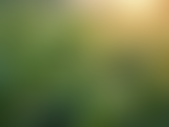 The Benefits of Rosemary Oil: A Natural Wonder for Wellness Enthusiasts