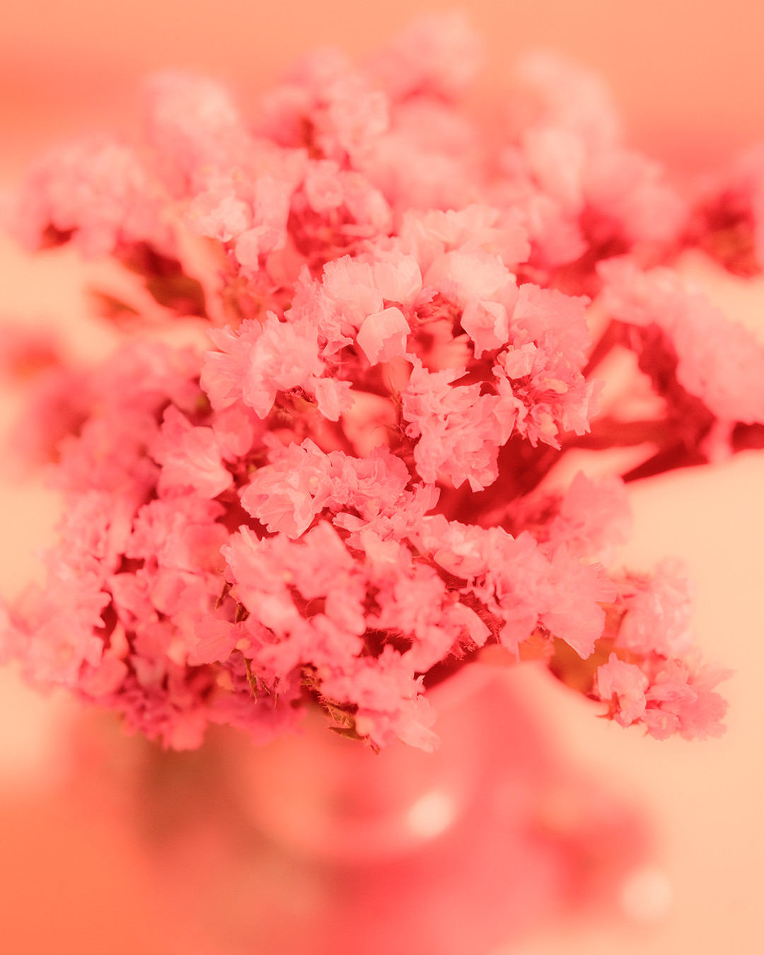 『Gentle Bloom』