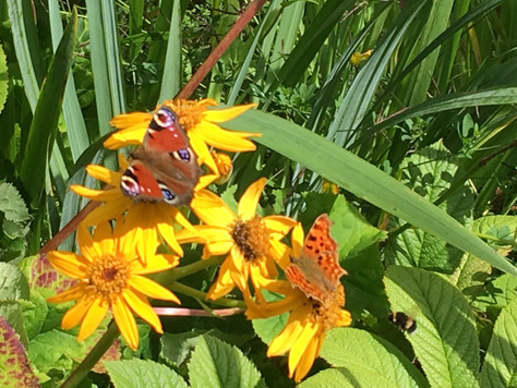 Real butterflies