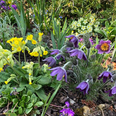 Springtime in my garden