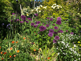 May in my garden