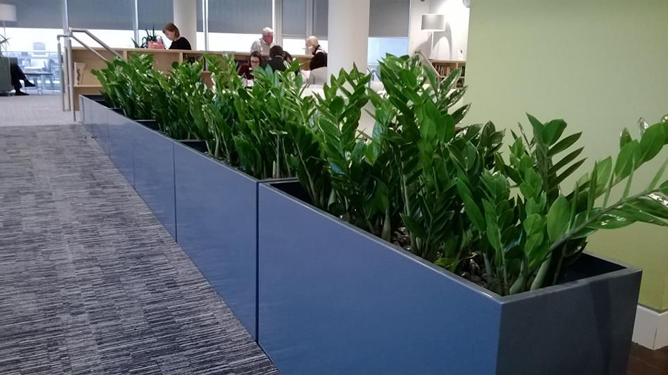 Discover the Benefits of Plantscapes Office Plants