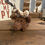 Thumbnail: Mack - Small Crochet Moose