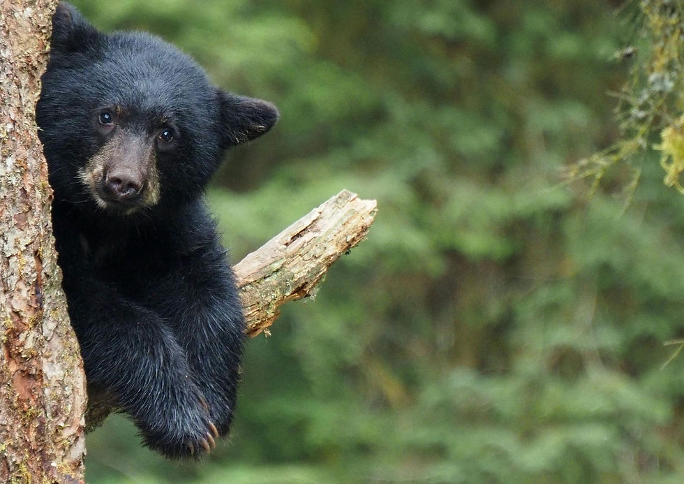 A small black bear is perched on the branch of a tree looking into the camera lens