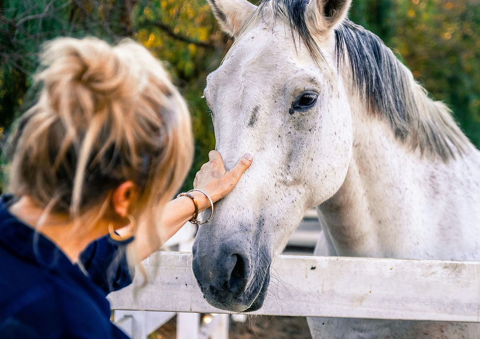 Woman gently touches a white horse over a fence, with a soft outdoor background and a calm, affectionate mood.