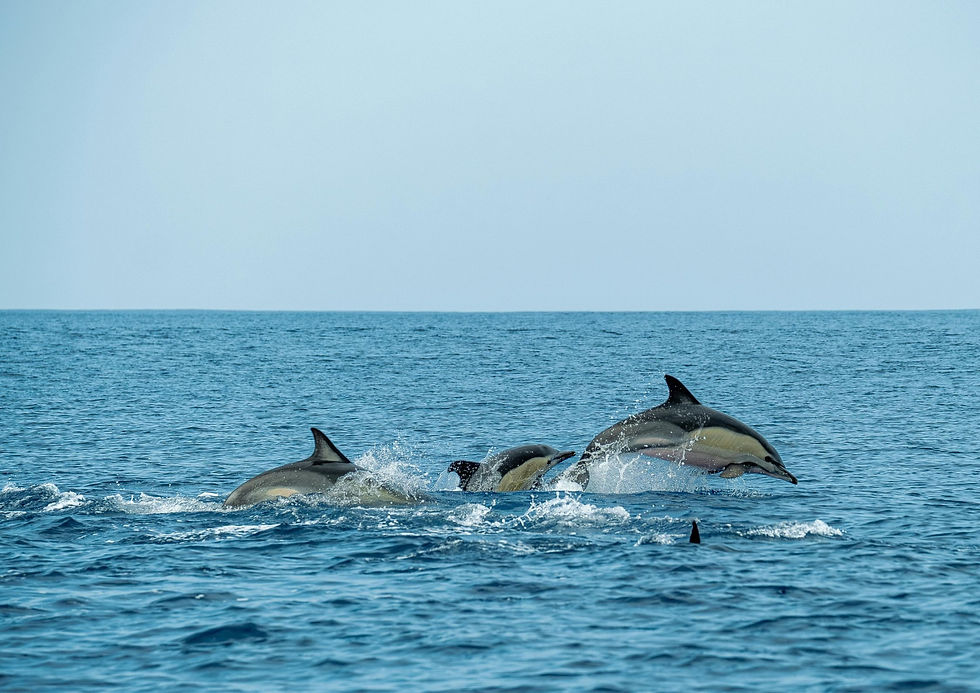 Three dolphins leap through choppy blue ocean water under a pale sky, splashing in a lively scene
