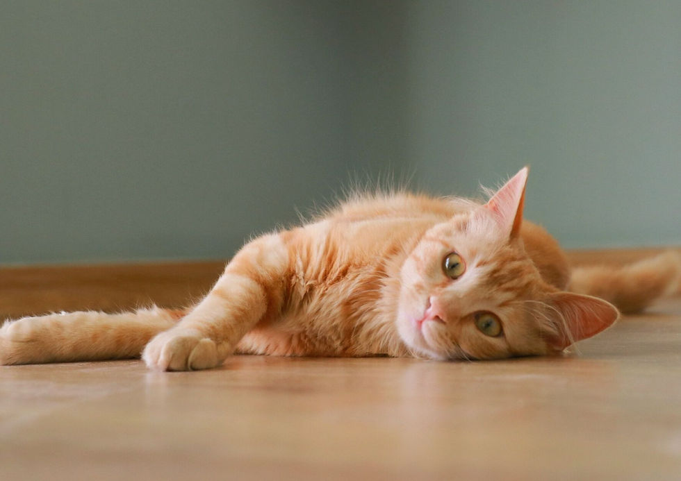 Orange tabby cat леж? Need English. Orange tabby cat lying on a wooden floor, looking relaxed against a pale blue wall.