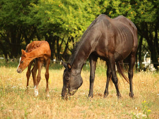 Is Animal Reiki Safe for All Species?