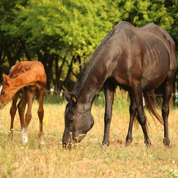 Is Animal Reiki Safe for All Species?