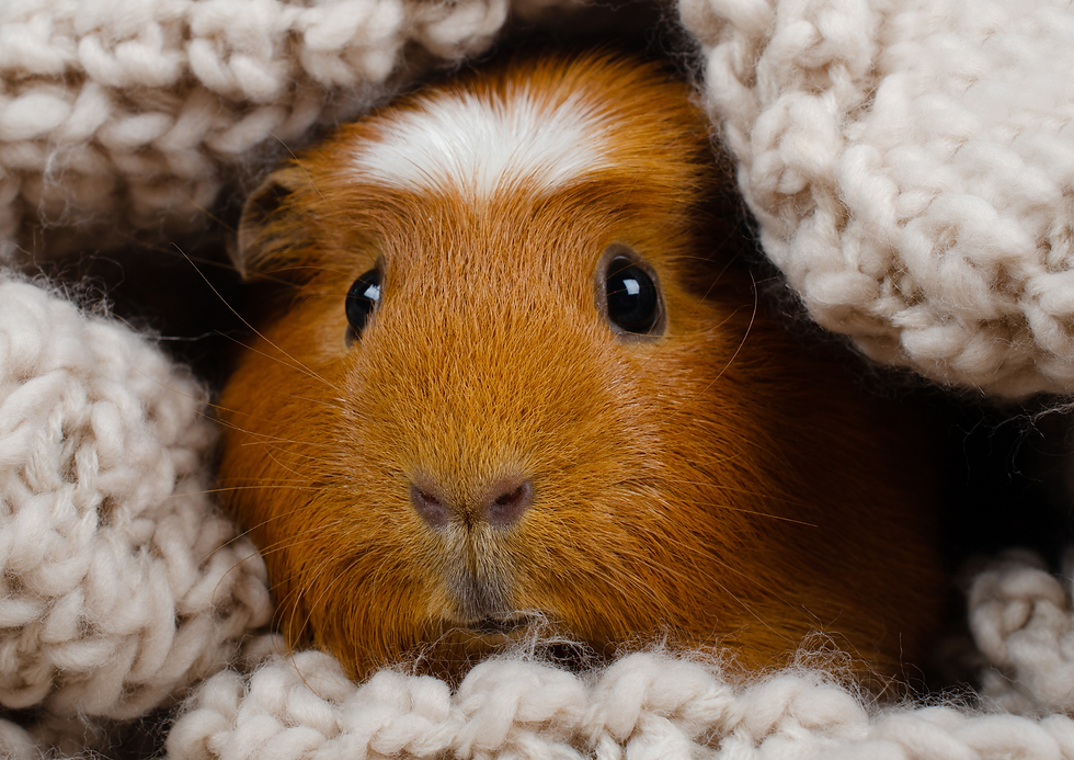 A guinea pig is snuggled up in a blanket while their human takes Animal Reiki courses online