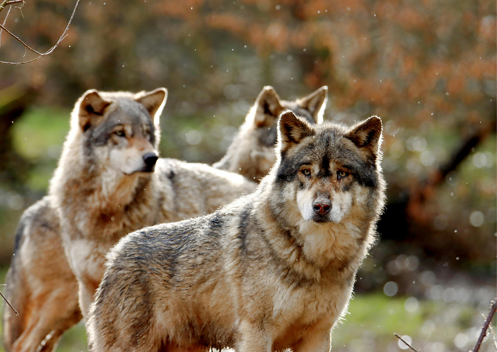 Why Having an Animal Reiki Community is the Key to Thriving in Your Practice