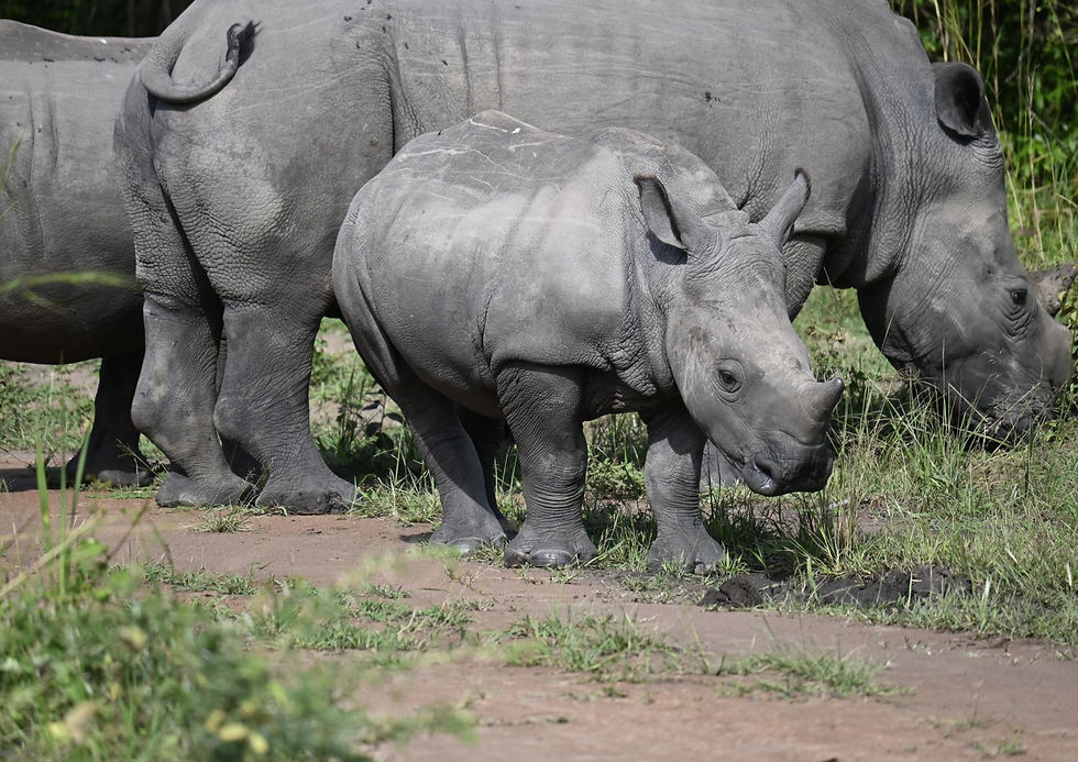Two rhinos, an adult and a calf, stroll on a dirt path surrounded by green grass. The grey rhinos are relaxed in the sunny setting.