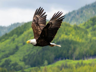 Seeing with “Reiki Eyes”: How Animal Reiki Opens Us to Clarity, Insight and Transformation