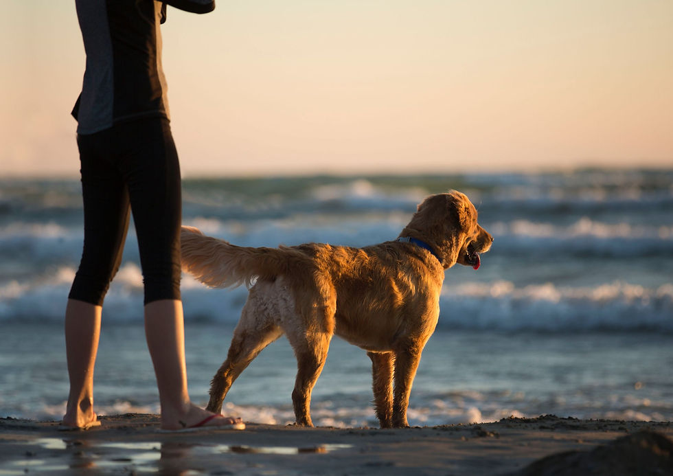 Person in black leggings stands on a beach beside a golden dog at sunset, waves rolling behind them.