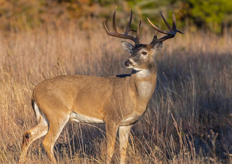 An adult male deer looks off into the distance as he shares the Reiki space with onlooking Reiki Practitioners