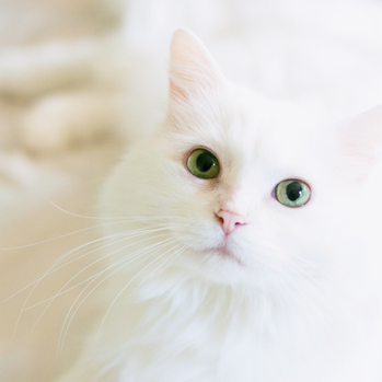 What Is Animal Reiki? Receiving Wisdom Through Gentle Presence