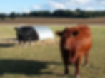 two cows sit peacefully in a farm field after an animal reiki session