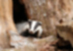 A badger pokes his head out in curiosity when an Animal Reiki student practices a walking meditation nearby