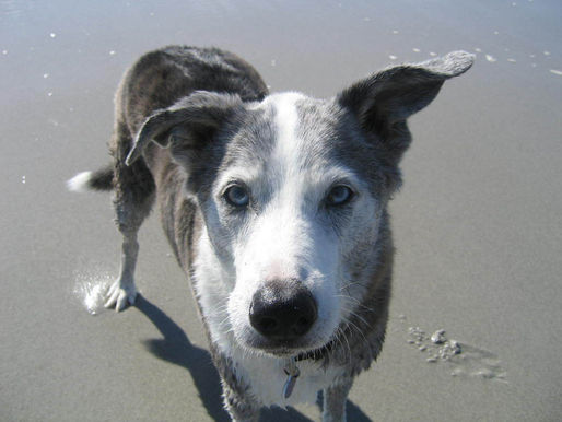 World Animal Reiki Day: The inspiration and meaning behind WARD