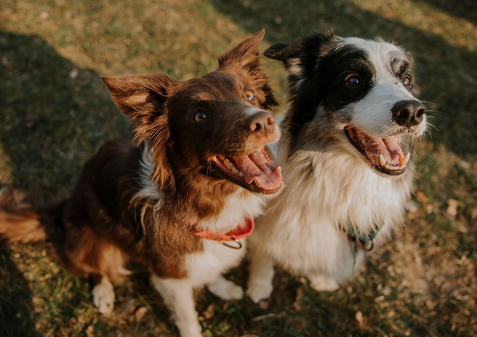 Two happy dogs, a brown-and-white and black-and-white, panting on grass in warm sunlight.