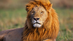 What Really Happens in an Animal Reiki Session...and Why Trust Changes Everything