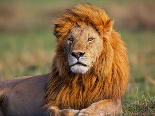 What Really Happens in an Animal Reiki Session...and Why Trust Changes Everything