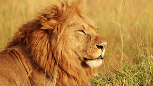 Releasing Worry: Embracing Peace for Ourselves and the Animals We Serve