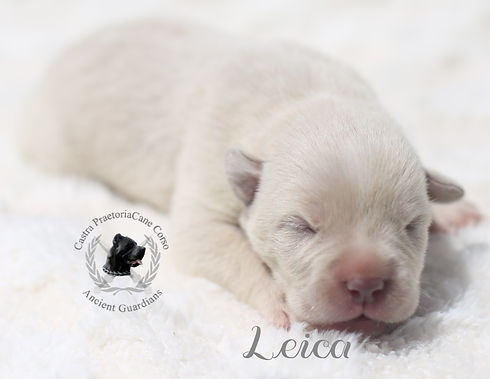 Pink-Girl-Leica-Newborn-Pics4-website.jpg