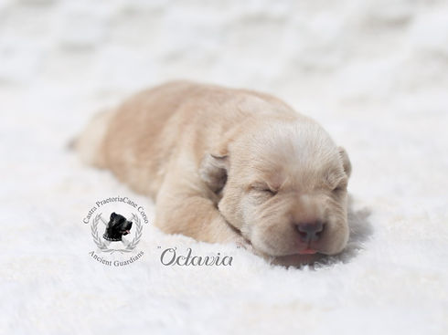 Yellow-Girl-Octavia-NewBorn-pic-1-website_edited.jpg