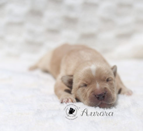 Black-G-Aurora-NB-pic4-website_edited.jpg