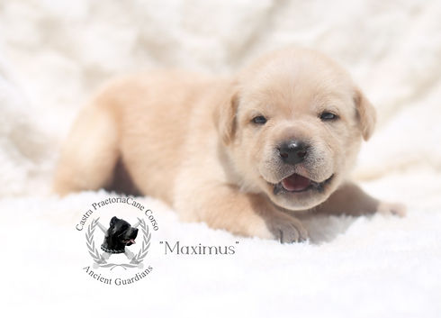 max-wed_edited.jpg