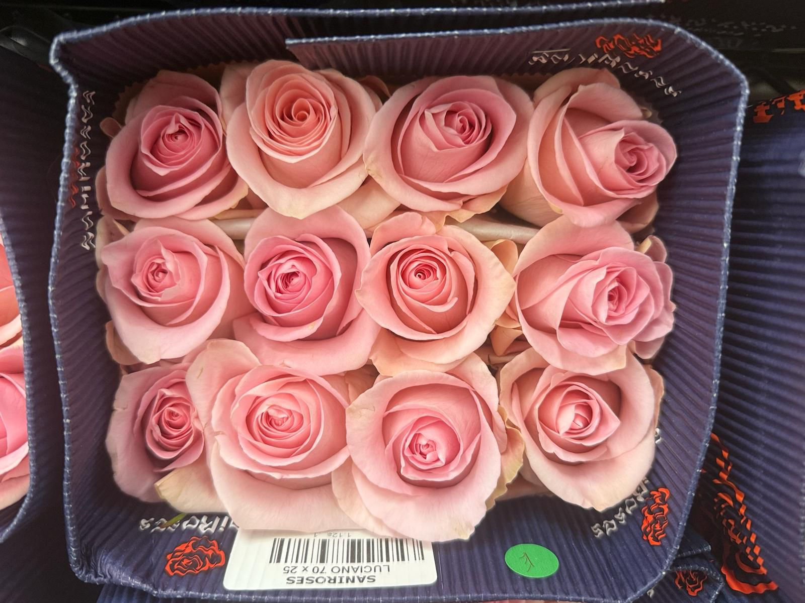 Rosa Premium Rosa From Ecuador