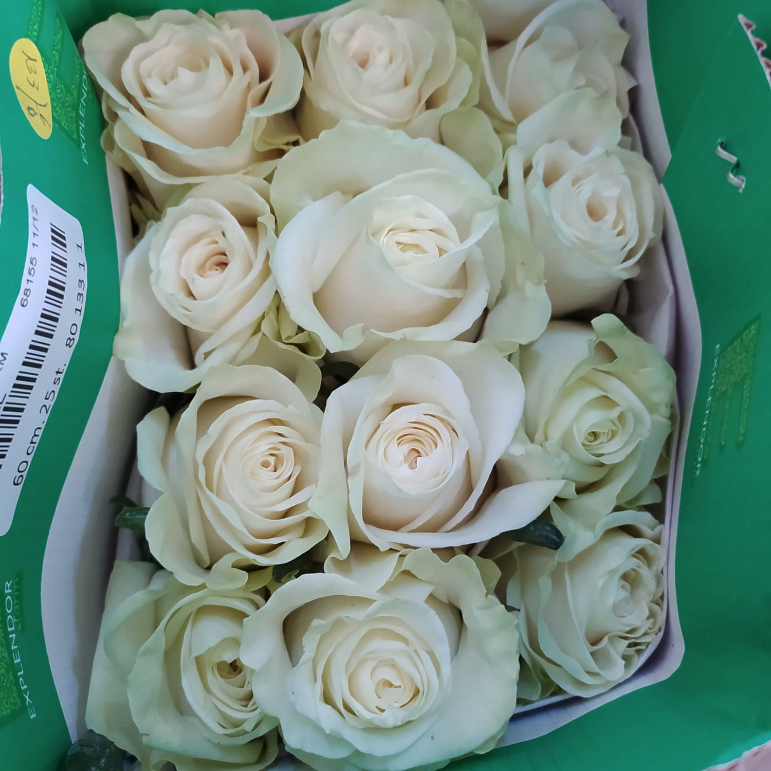 Rosa mondial from Ecuador