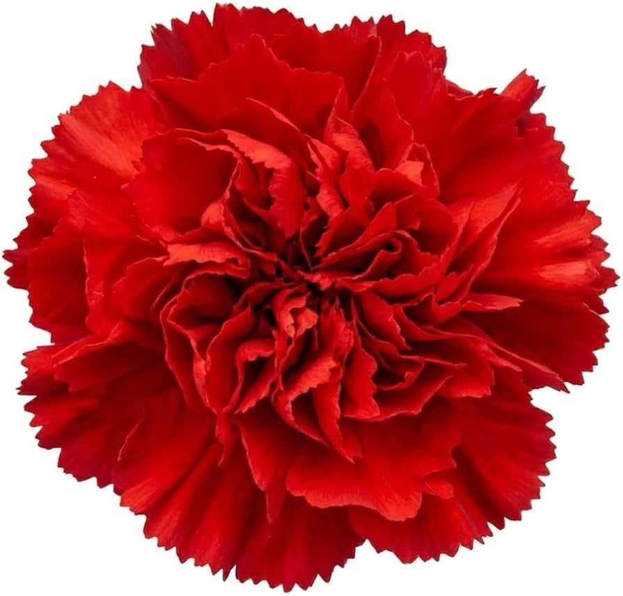 Clavel rojo