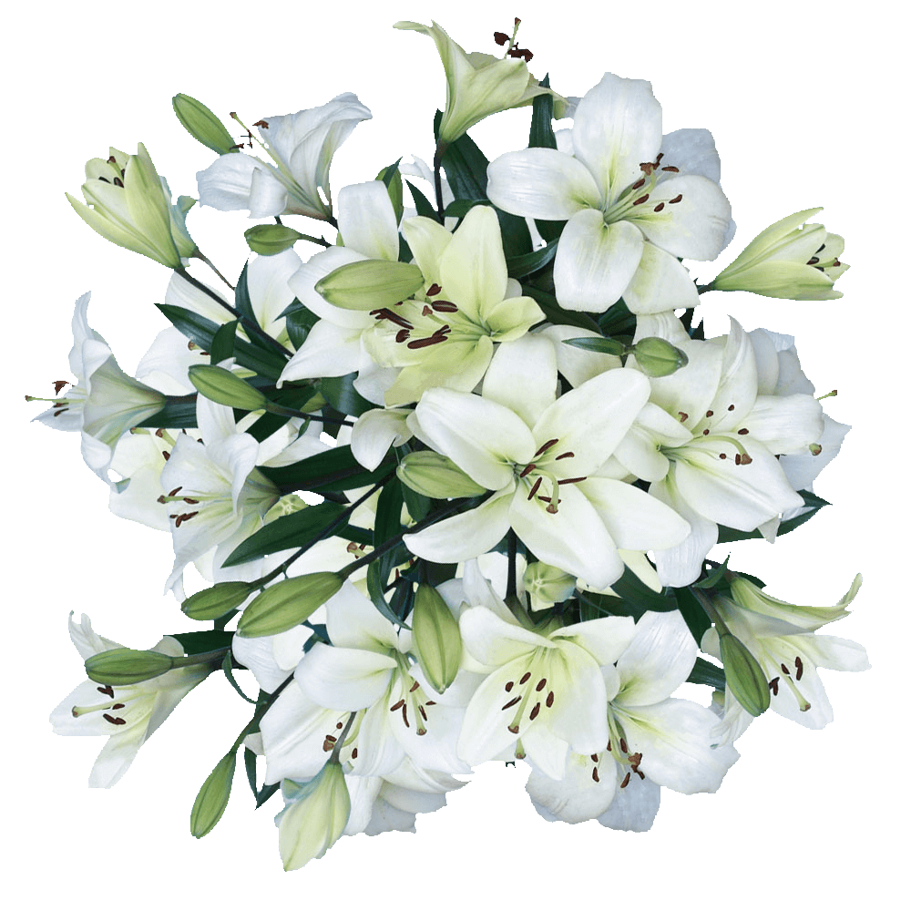 Lilys Blancas