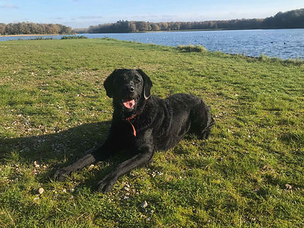 Simba heeft de vrolijkheid en betrouwbaarheid van een Labrador en de intelligentie van een Poedel. Simba houdt van wandelen en is dol op spelletjes. Wanneer je Simba ontmoet kijkt hij eerst de kat uit de boom, maar als hij je leert kennen is hij je beste vriend.