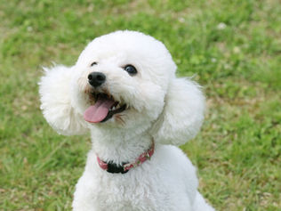 冬にも犬の散歩は必要なの? しっかりとした対策して安全なお散歩を