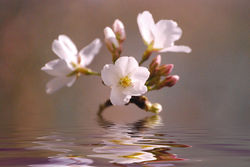 Springtime 6360 f2mini.jpg