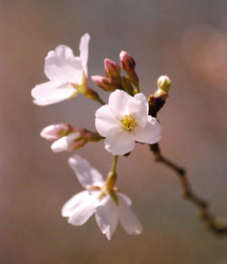 Springtime 6359.jpg