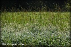 Sprakling Morning 3982.jpg