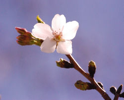 Springtime 6427.jpg