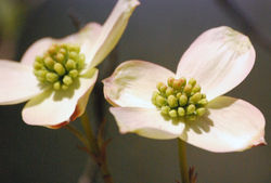 Springtime 6397.jpg