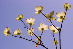 Springtime 6403.jpg
