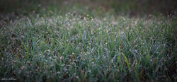 20080612 - Rasa-Dew.JPG