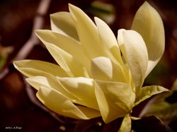 20110508 - Magnolija 'Gulbe'