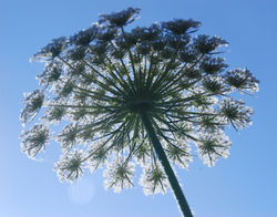 'Umbrella' 3134.jpg