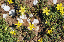 White & Yellow  6348.jpg